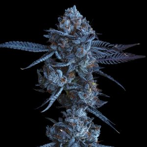 Blue Zushi Strain - Feminized Cannabis Seeds - Bulk Genetics