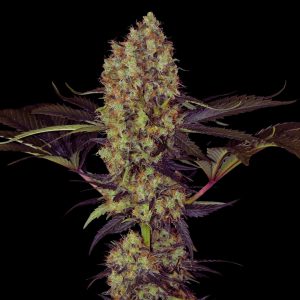 Grape Ape Strain - Feminized Cannabis Seeds - Bulk Genetics
