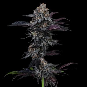 Dante's Inferno Strain - Feminized Cannabis Seeds - Bulk Genetics