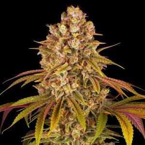 Gelonade Strain - Feminized Cannabis Seeds - Bulk Genetics
