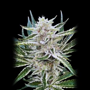 amnesia-gas-strain-cannabis-seeds-bulk-genetics