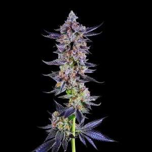 apple tartz strain - feminized cannabis seeds