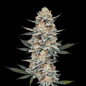 Chemistry Set S1 Feminized Cannabis Seeds