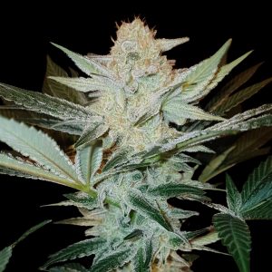 Amnesia Cookies - Feminized Cannabis Seeds