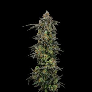 Pancakes - Feminized Cannabis Seeds