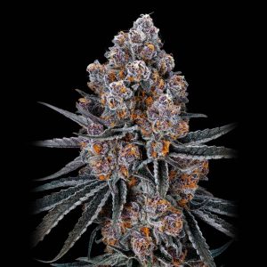 Super Boof - Feminized Cannabis Seeds