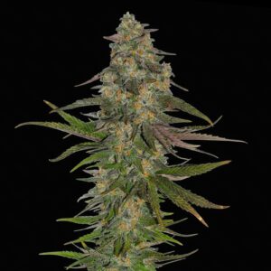 Animal Face - Feminized Cannabis Seeds