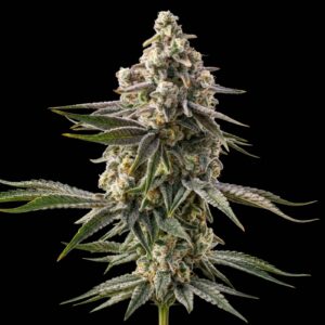 Cap Junky Seeds - Feminized Cannabis
