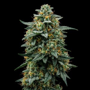 Silverback OG Seeds - Feminized Cannabis