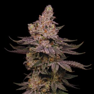 Slurricane