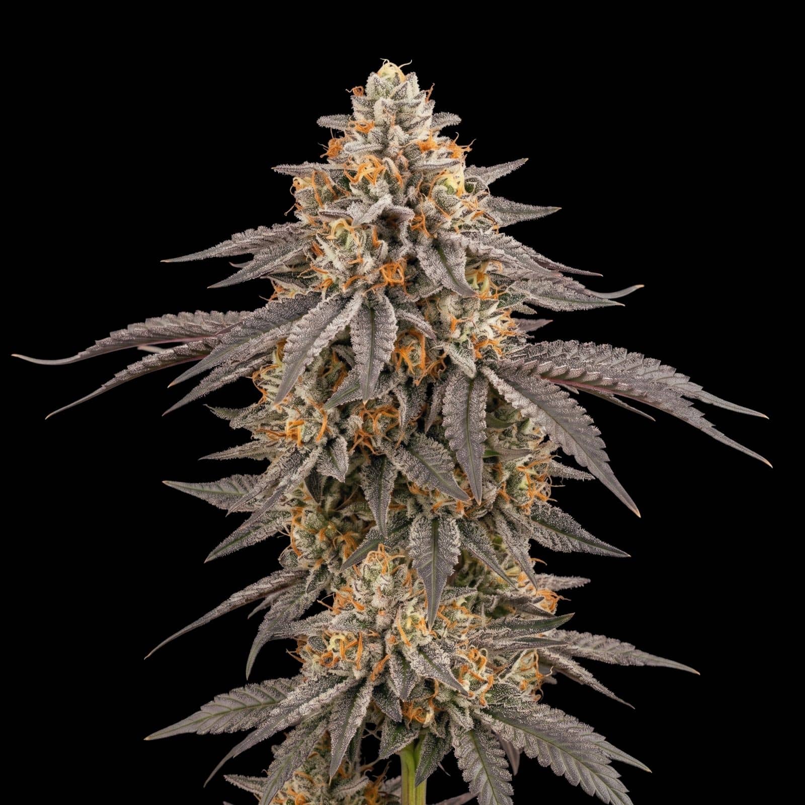 Afghan Kush Auto