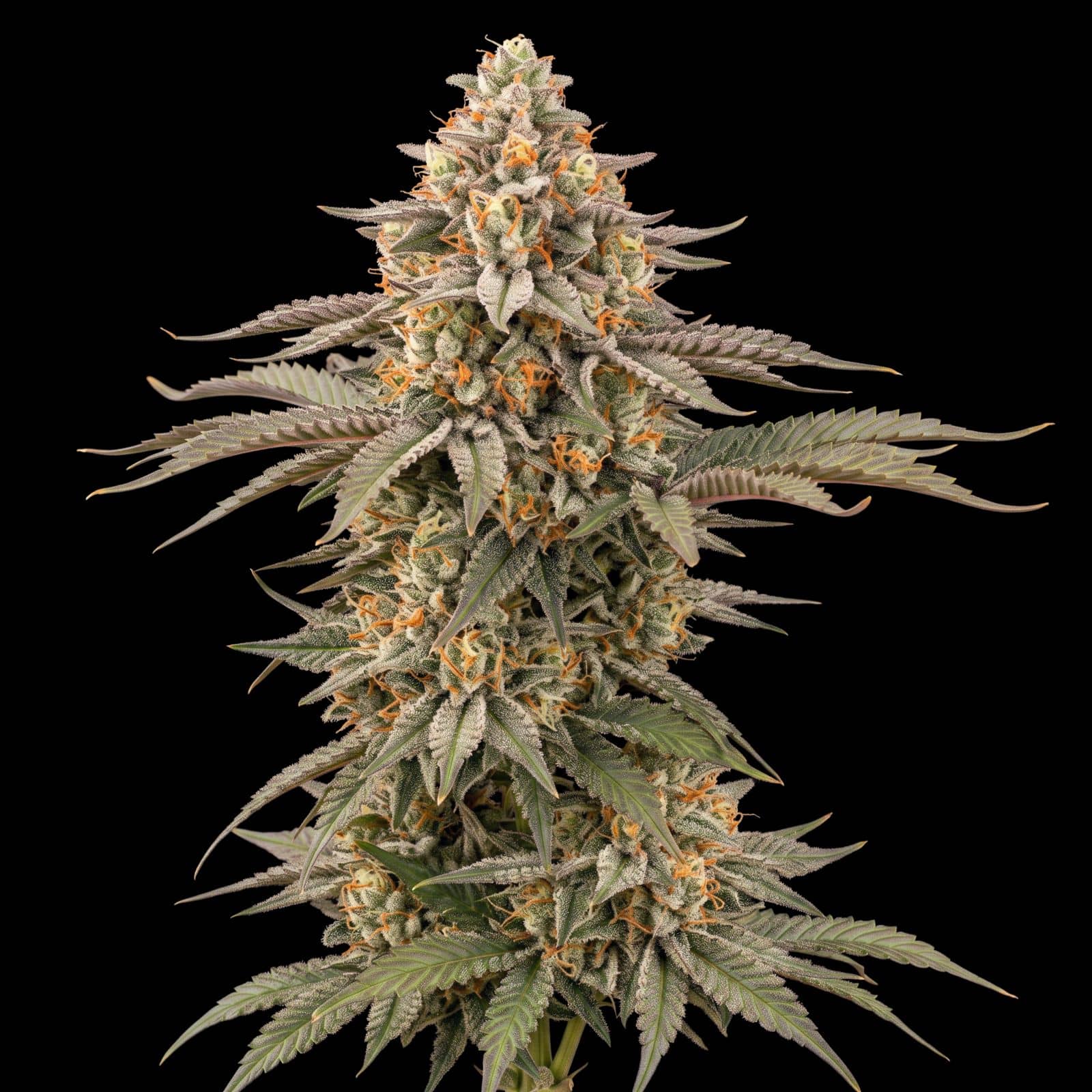 Afghan Kush Early Harvest