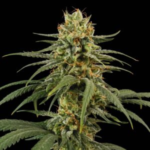 Amnesia CBD