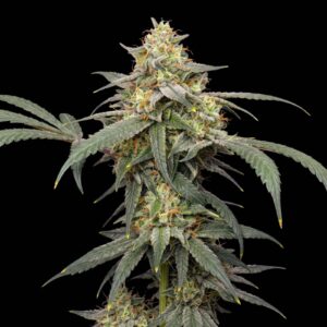 Banana Kush Auto