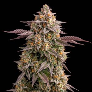 Blue Cheese Auto