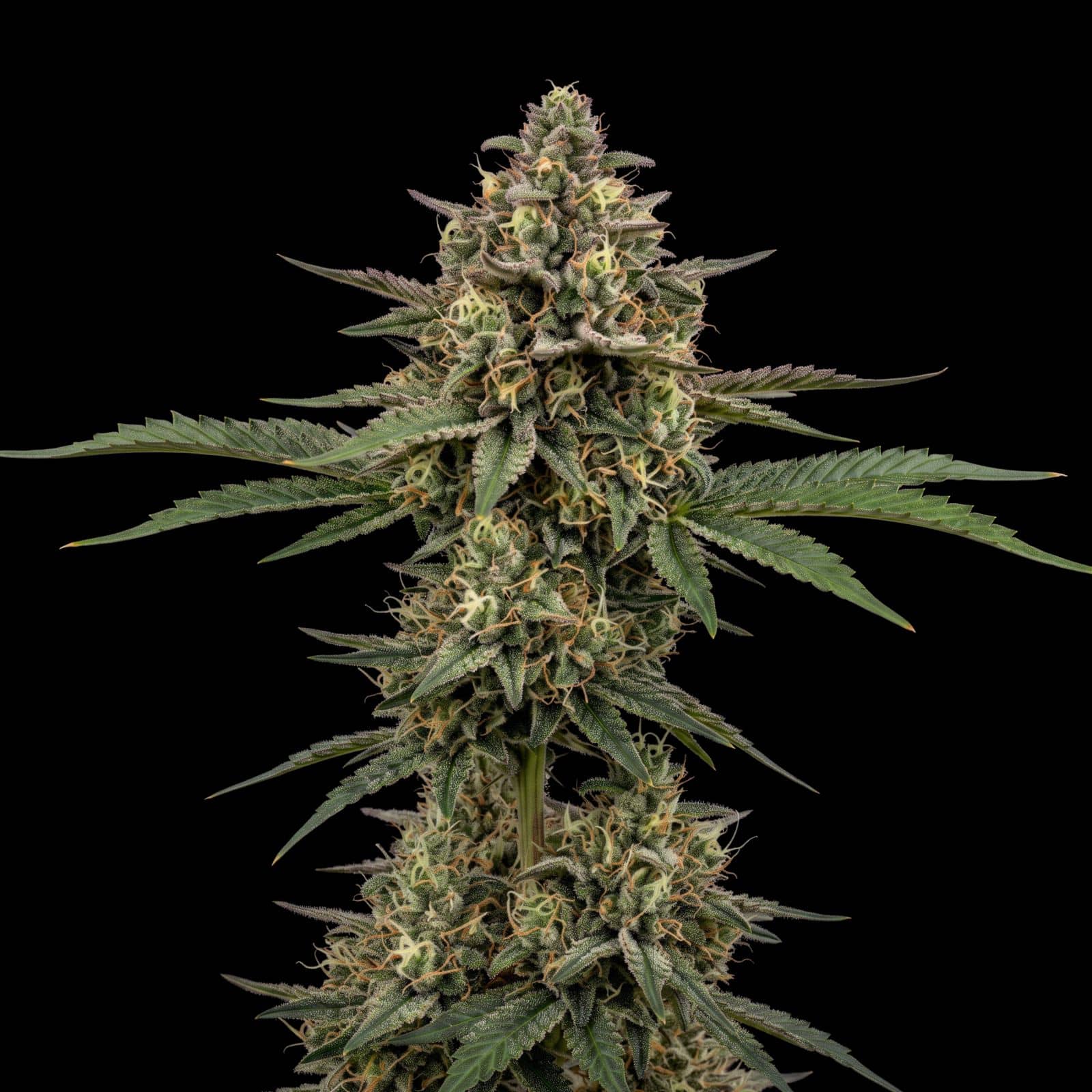 Blue Cheese