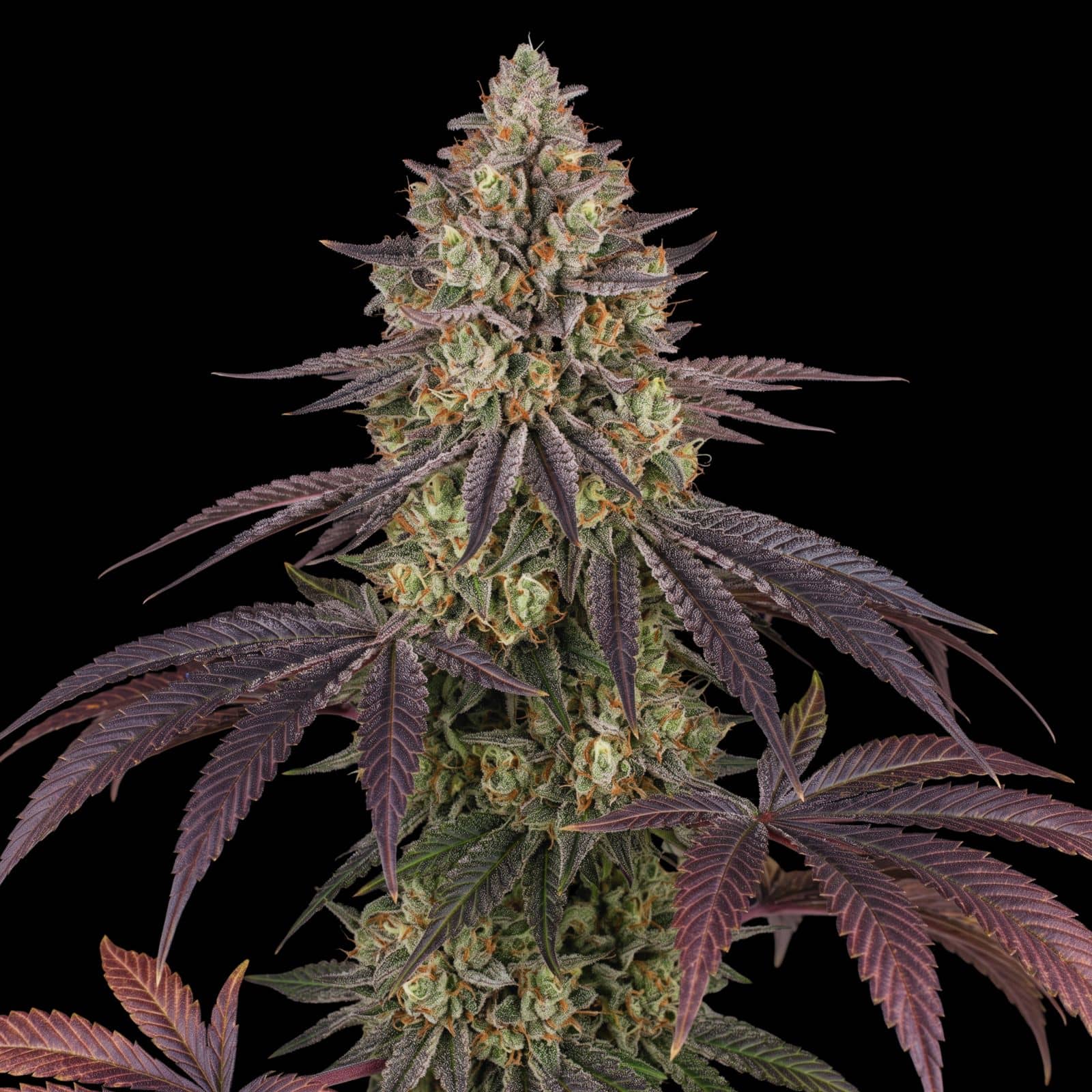 Blue Dream
