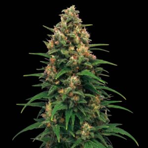Sweet Berry Cough Auto
