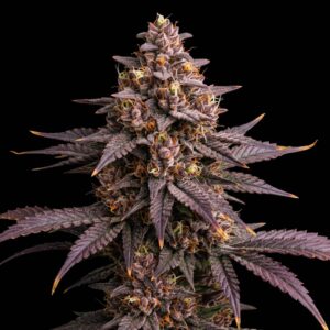 Blueberry