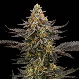 Chem Cream