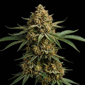 Chocolope Kush