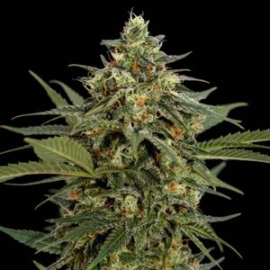 Critical Lemon Pie