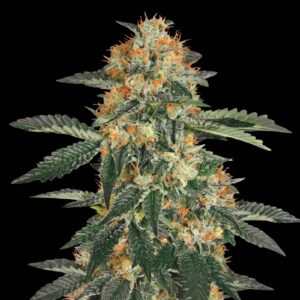 Gorilla Cookies