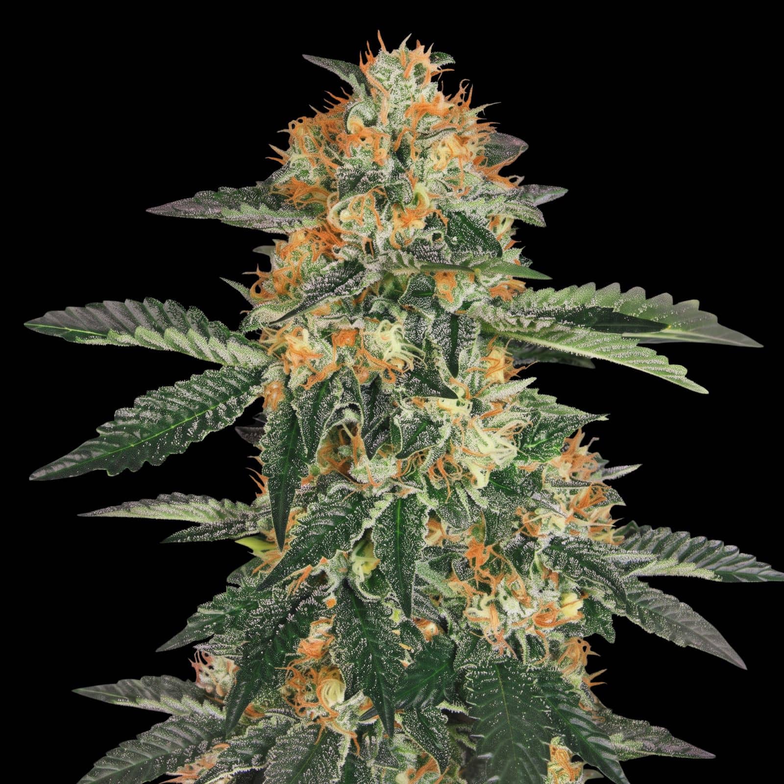 Gorilla Cookies
