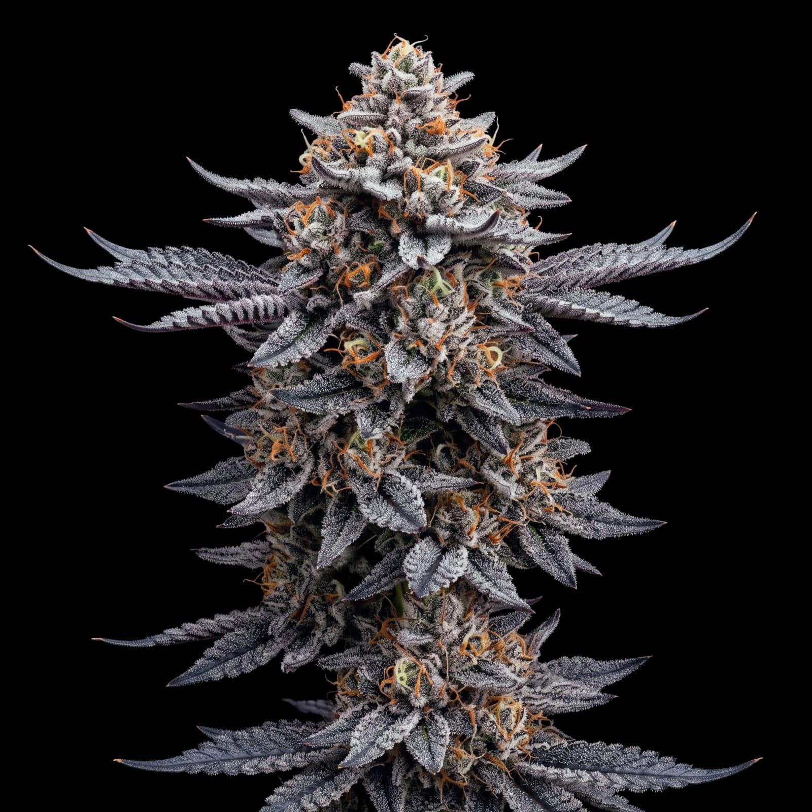 Gorilla Glue CBD Auto