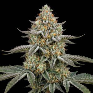 Great White Shark