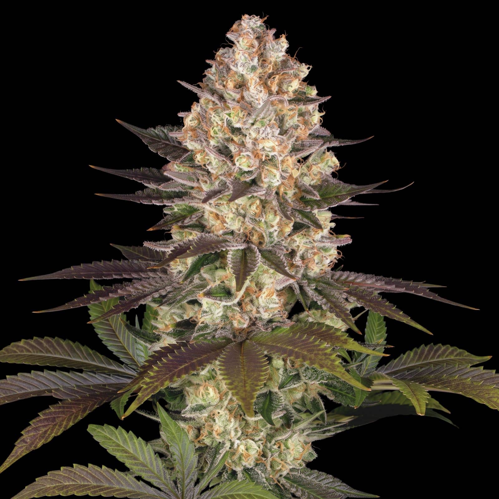 Hindu Kush