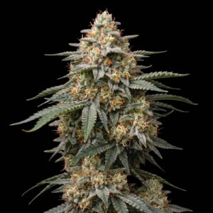 Lemon Tree