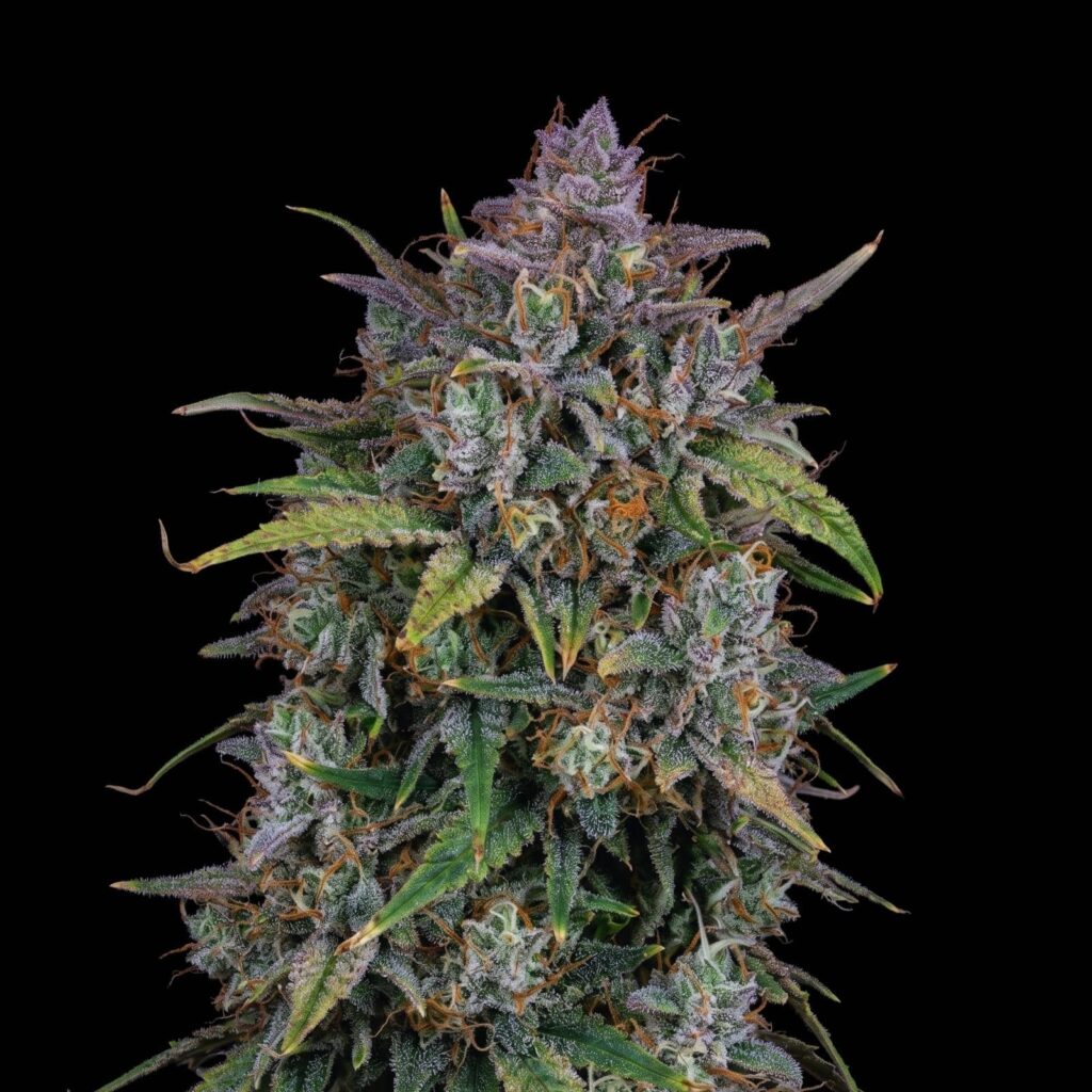 Mango Haze Auto