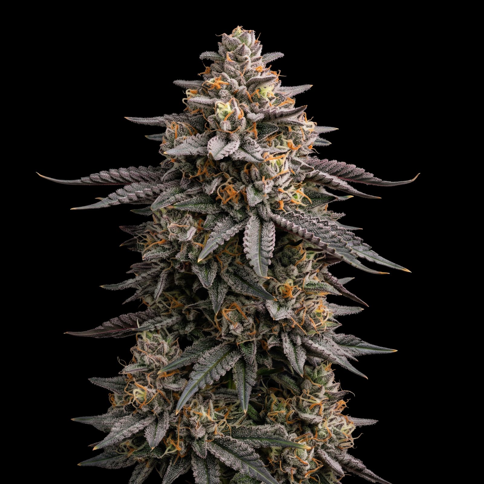 Mimosa x Orange Punch