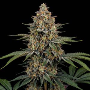 New York Diesel