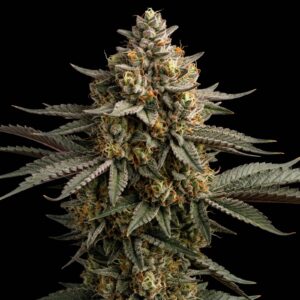 OG Kush