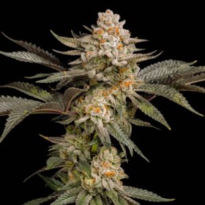 Orange Bud