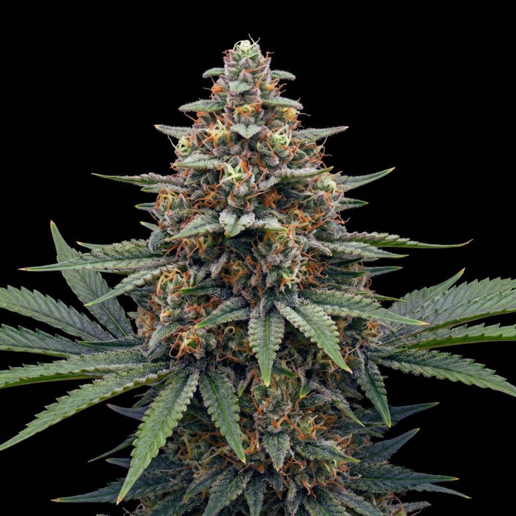 Pink Runtz Auto