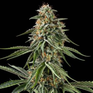 Rainbow Sherbet 11