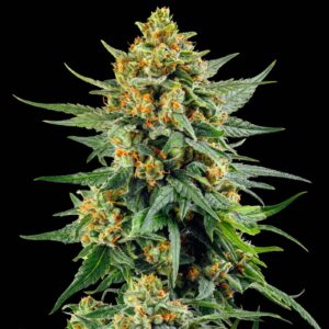 Skunk #1 Fast Version