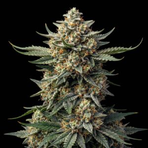 White Caramel Auto