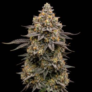 Girl Scout Cookies Fast Version