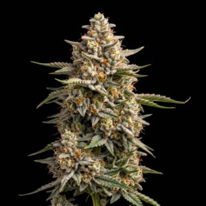 Shishkaberry