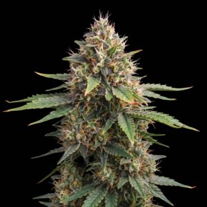Skunk #1 Fast Version