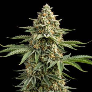 Sour Diesel