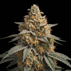 Sour Tangie