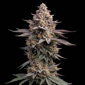 Wedding Glue