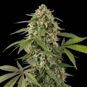 White Widow Auto