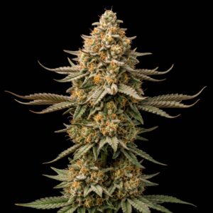 Zkittlez